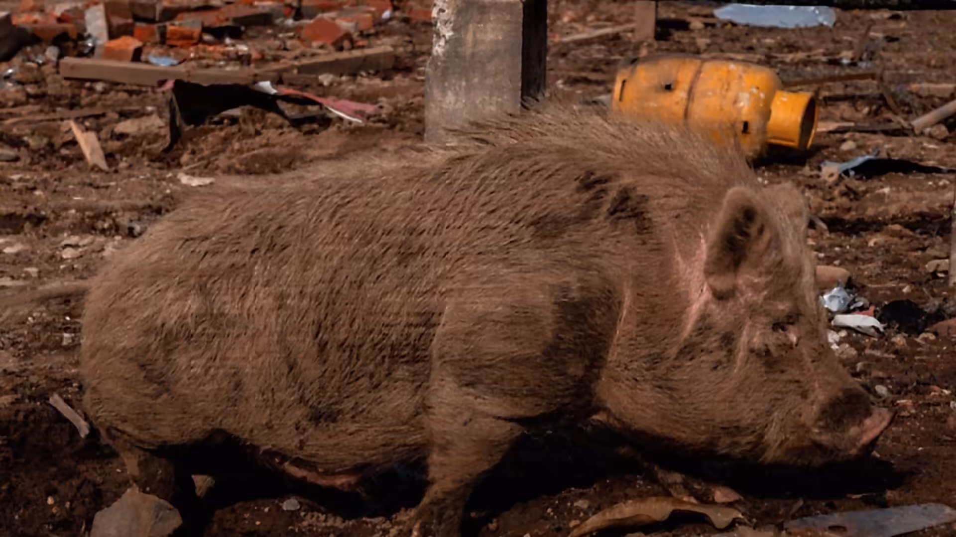 U.S. and Ecuador say they bombed drug camp; investigation finds dairy farm