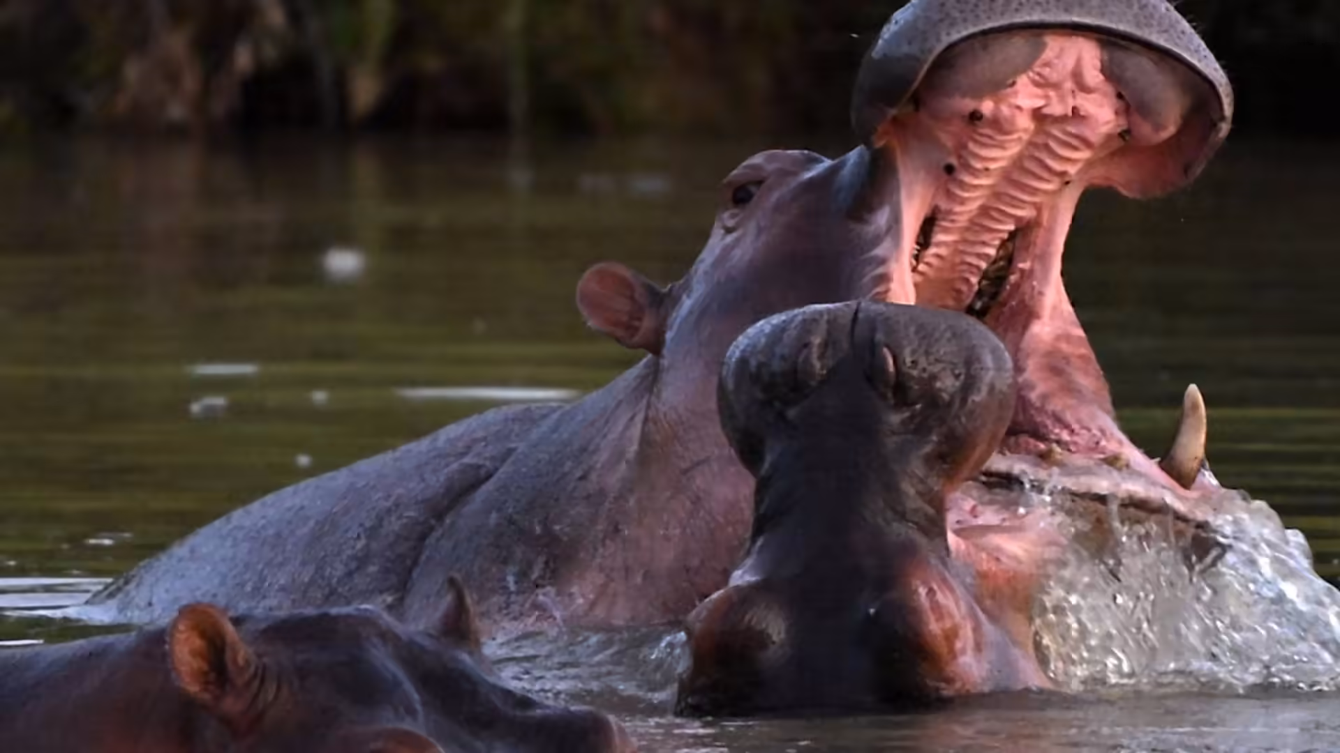 Indian billionaire's son offers to house Pablo Escobar's hippos