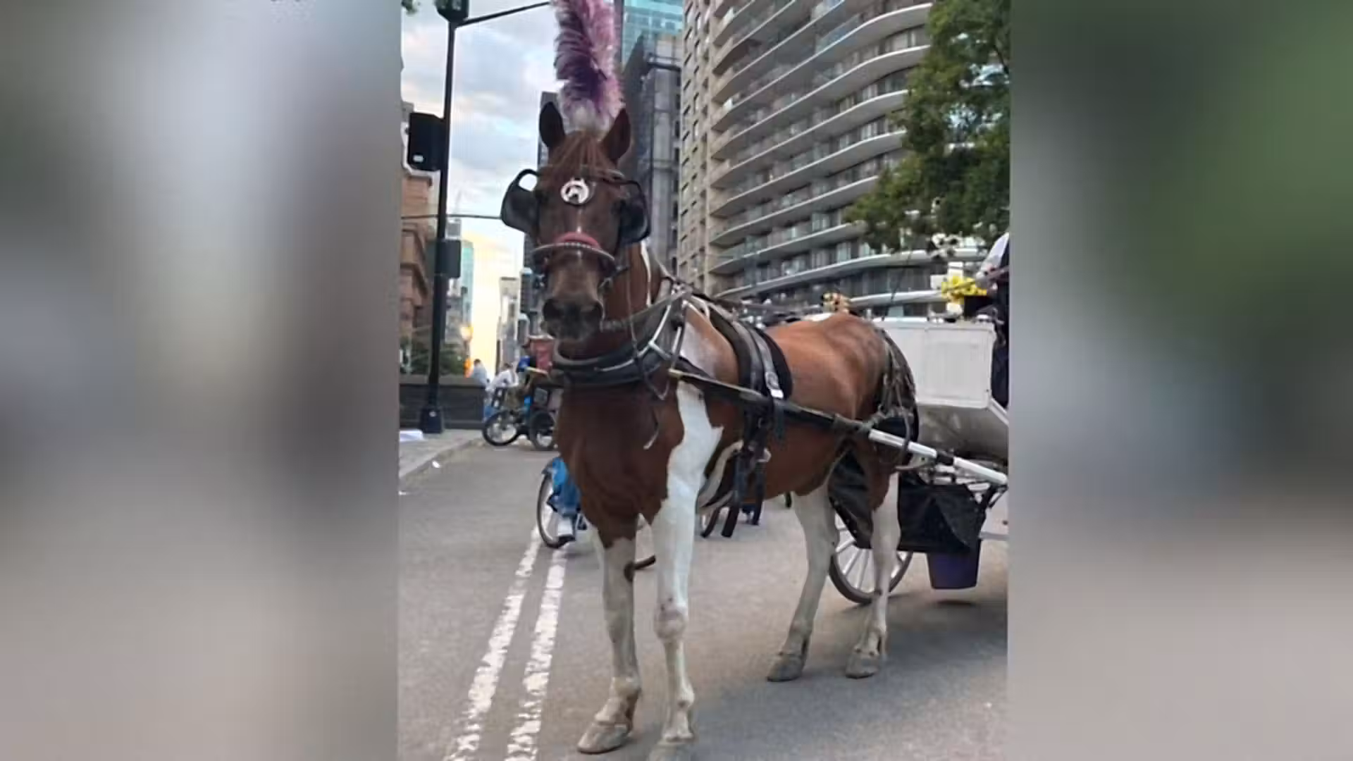 Horse dies in Central Park, reigniting carriage ban debate