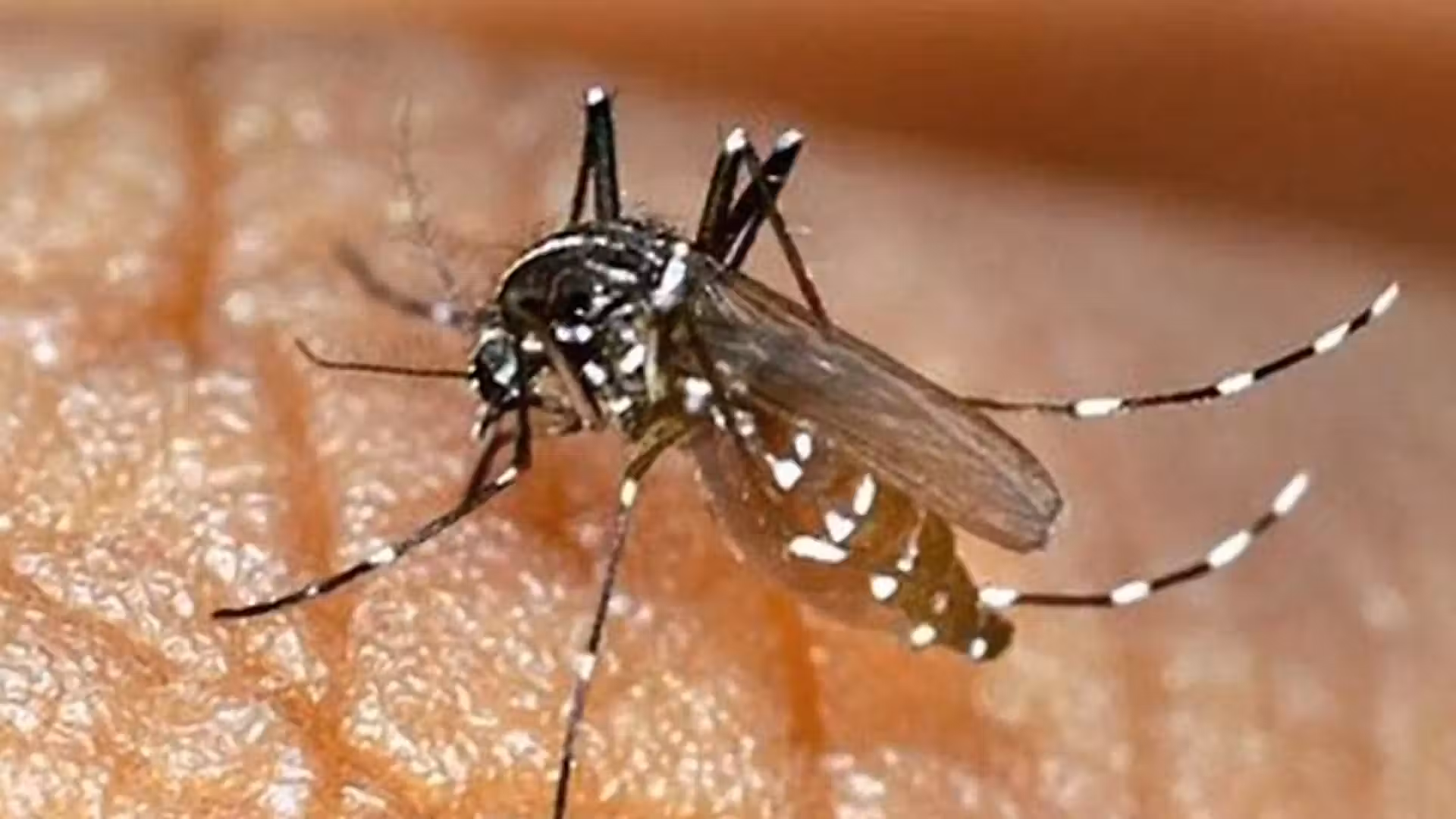 Iran intensifies dengue mosquito control across 19 districts