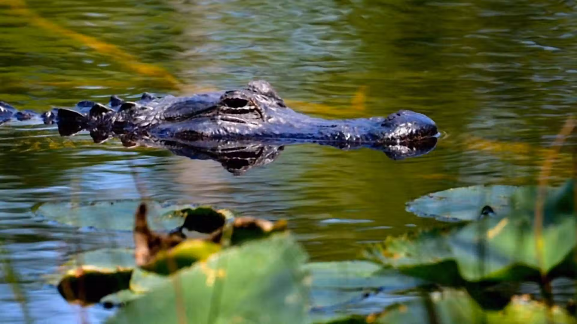 Woman killed by alligator in Florida river near Orlando
