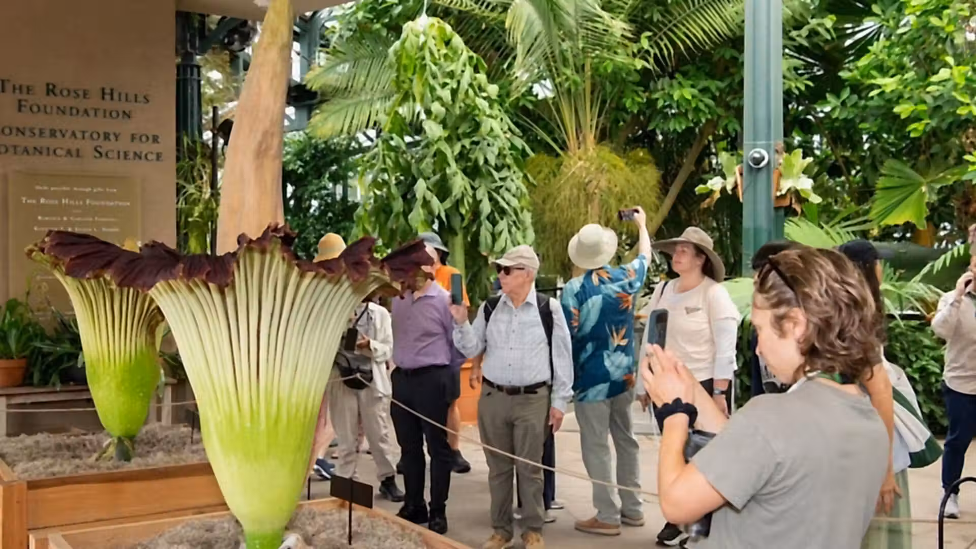 Thousands visit California as two corpse flowers bloom simultaneously