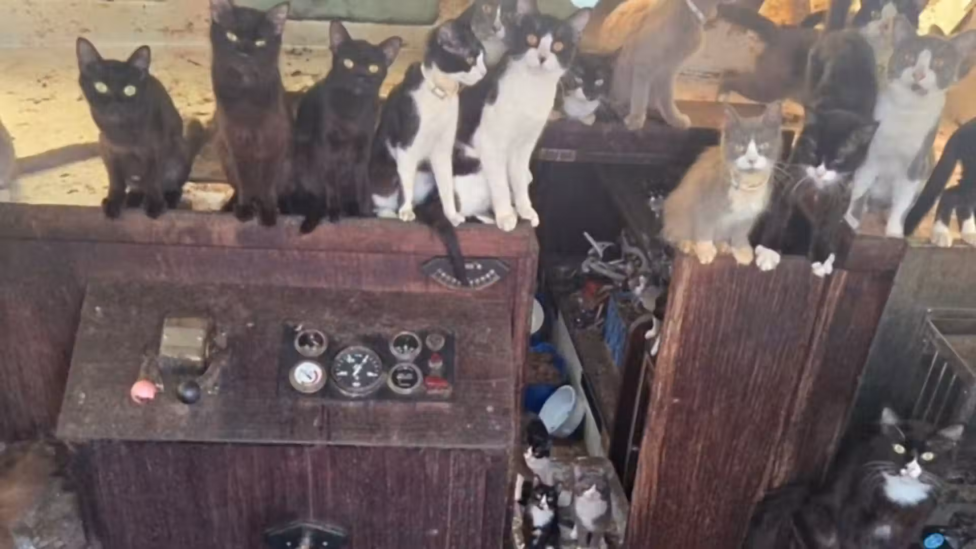 Police rescue more than 30 cats from abandoned boat in Washington