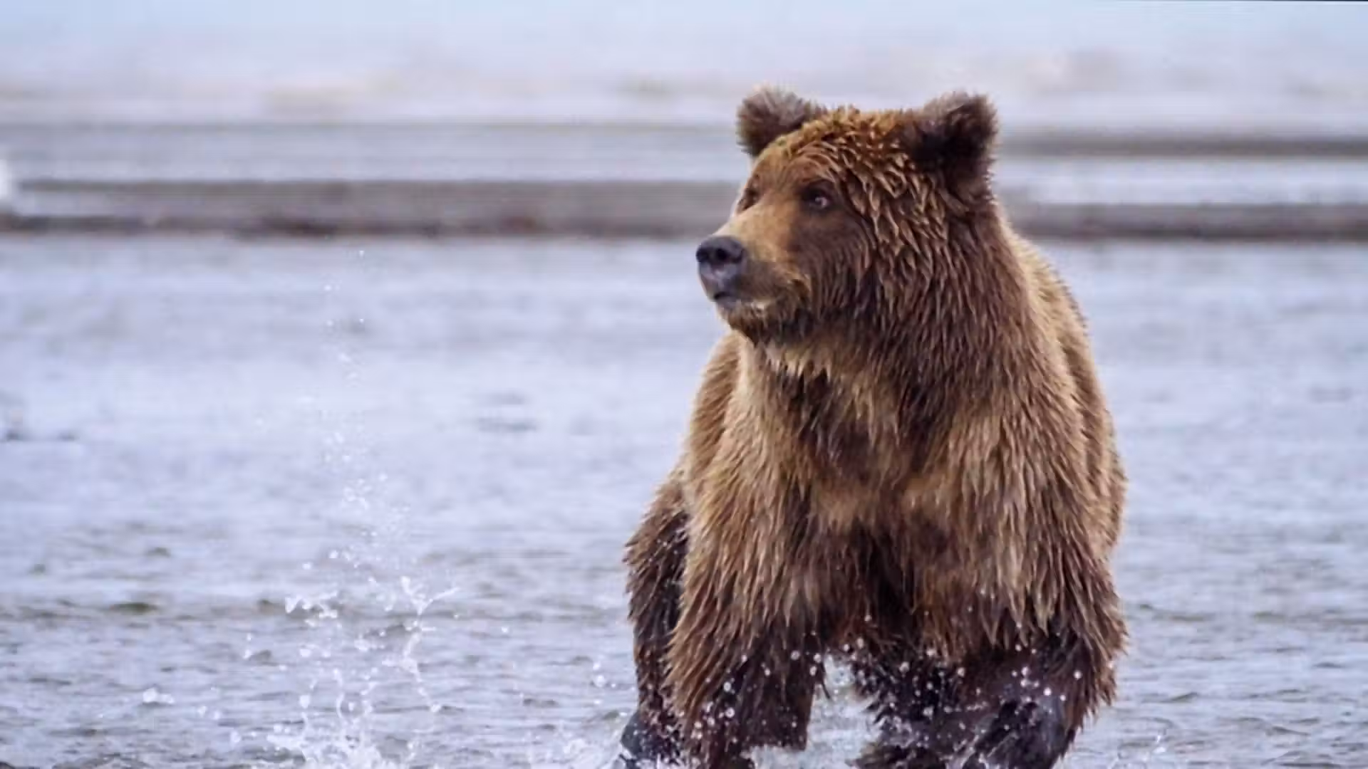 Professional runner attacked by bear on Alaska trail, uses spray to escape
