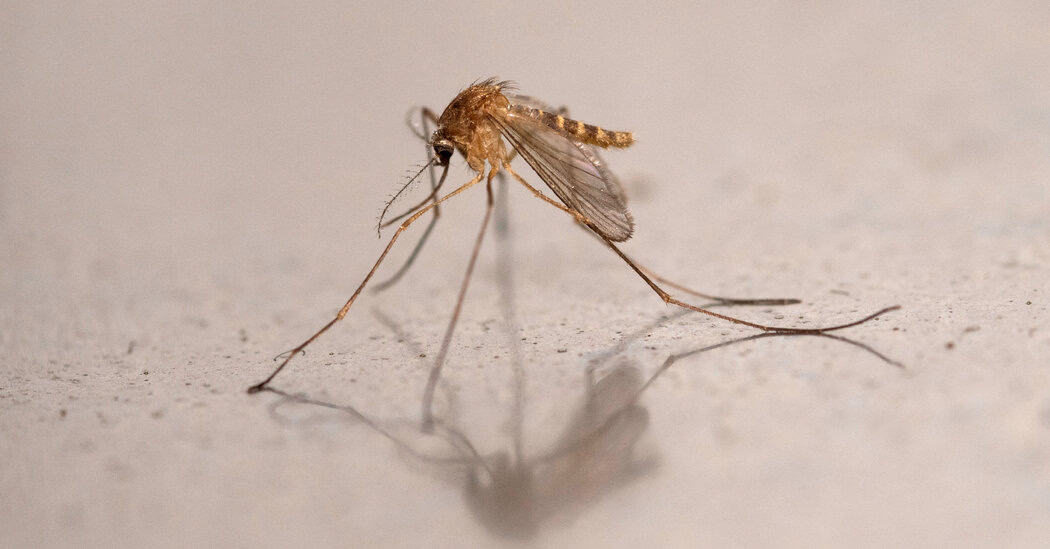 Iceland records first confirmed sighting of wild mosquitoes